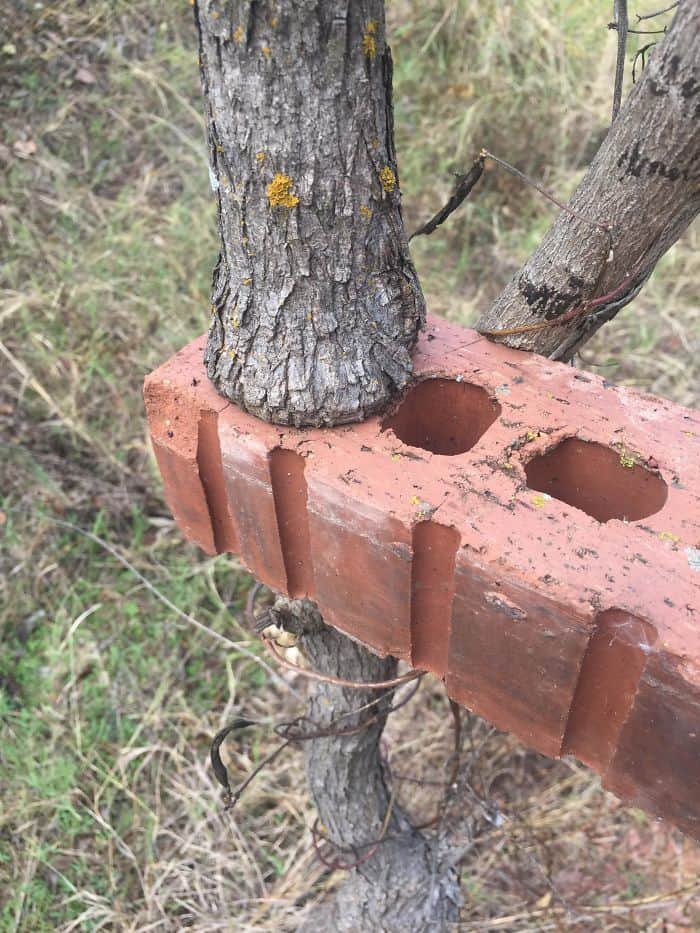 This Tree Grew Inside This Brick