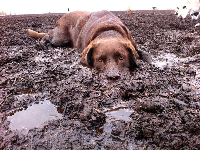 Dogs Love Steamboat Springs, Mud Or Snow
