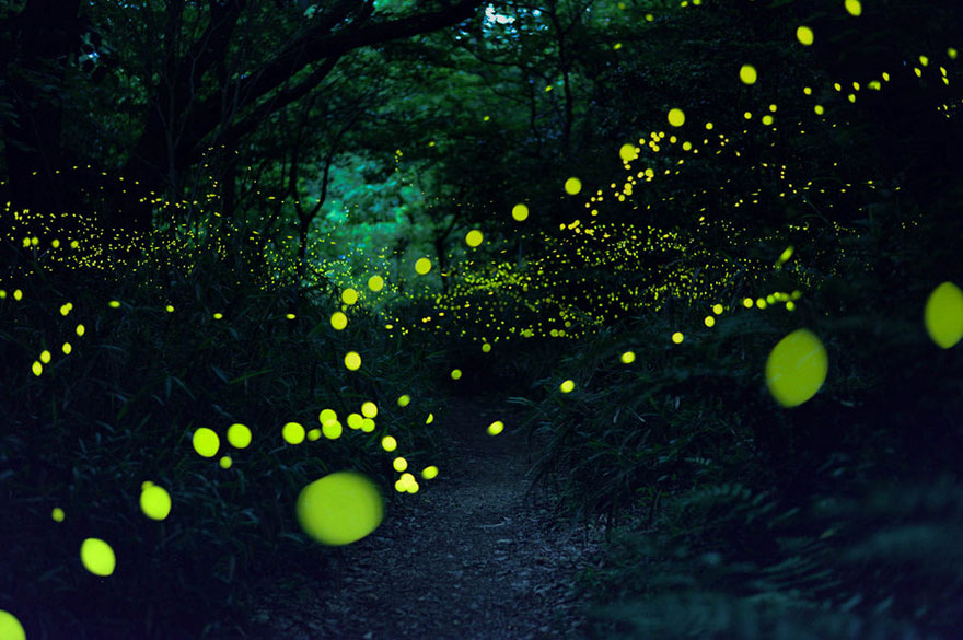 fireflies-long-exposure-photography-2016-japan-8