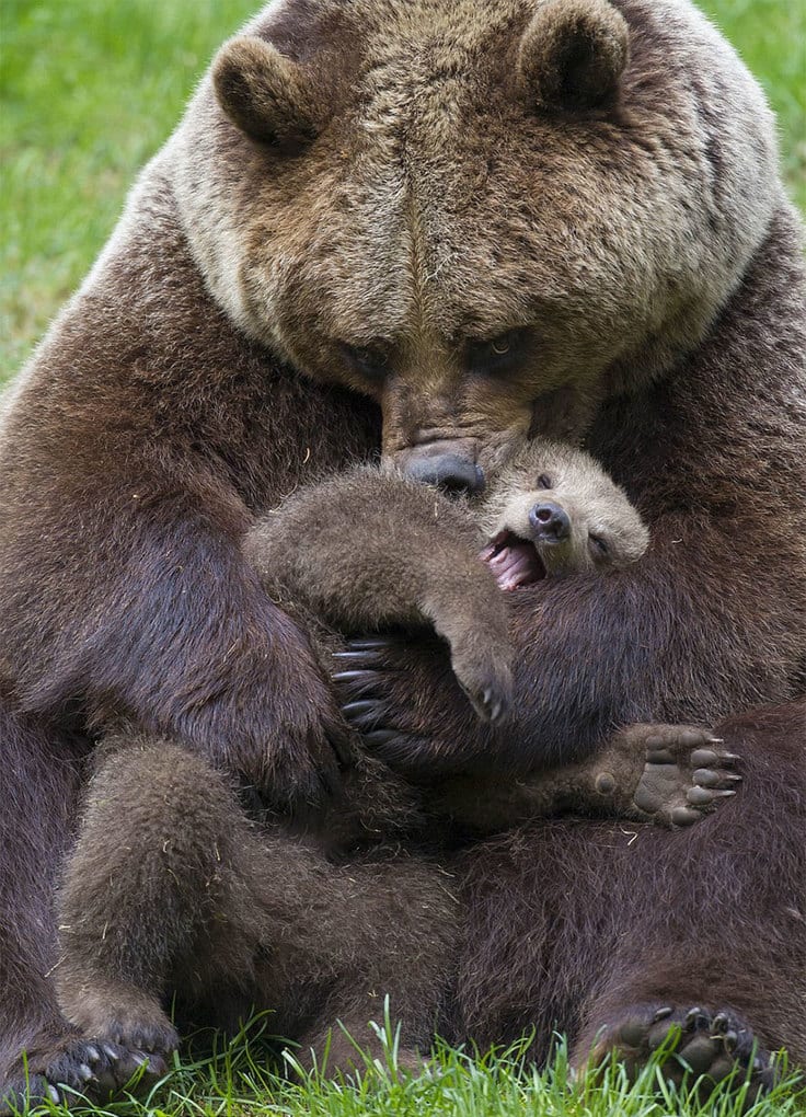 Momma Bear With Her Cub