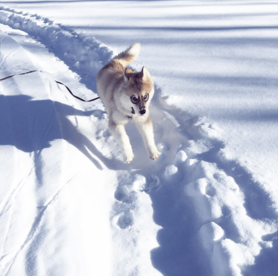 This runner practically made for life in the snow.