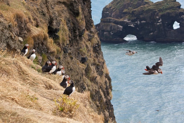 Puffins on the Dyrholaey Peninsula, Iceland