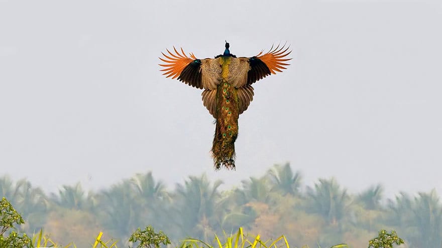 flying-peacock-4