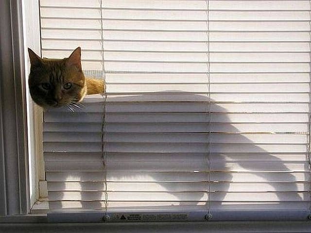 curious_cats_that_love_blinds