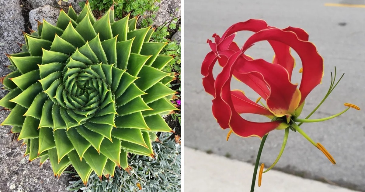 20 растений, которые настолько идеальны,  что по геометрии точно получили бы отлично